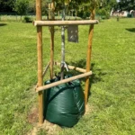 Jeune arbre tuteuré avec sac d’arrosage vert