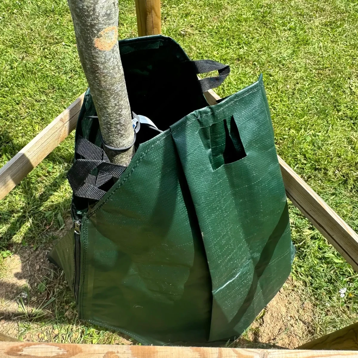 Sac d’arrosage vert autour d’un jeune arbre