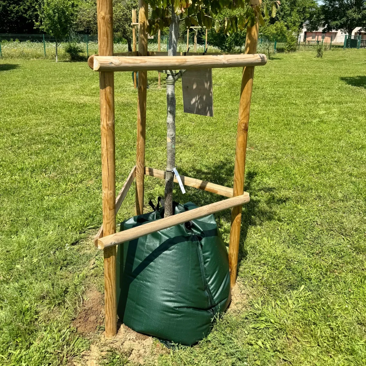 Jeune arbre tuteuré avec sac d’arrosage vert
