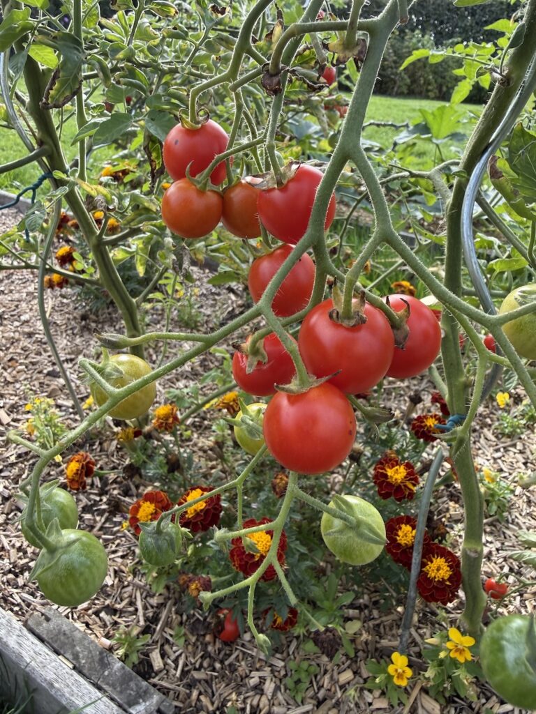 Rijpe rode tomaten aan planten in moestuin