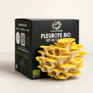 Kit de culture de pleurotes jaunes bio